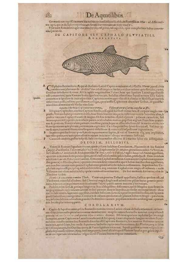 Reproducción/Reproduction 15382522747: Conradi Gesneri medici Tigurini Historiae animalium liber IV :. Francofurti :In Bibliopolio Andreae Cambieri,anno MDCIIII [1604]