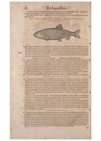 Reproducción/Reproduction 15382522747: Conradi Gesneri medici Tigurini Historiae animalium liber IV :. Francofurti :In Bibliopolio Andreae Cambieri,anno MDCIIII [1604]