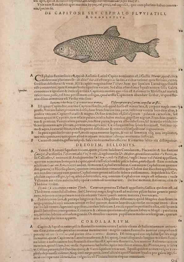 Reproducción/Reproduction 15382522747: Conradi Gesneri medici Tigurini Historiae animalium liber IV :. Francofurti :In Bibliopolio Andreae Cambieri,anno MDCIIII [1604]