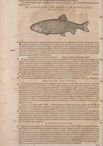 Reproducción/Reproduction 15382522747: Conradi Gesneri medici Tigurini Historiae animalium liber IV :. Francofurti :In Bibliopolio Andreae Cambieri,anno MDCIIII [1604]