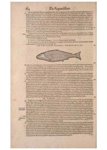 Reproducción/Reproduction 15569372242: Conradi Gesneri medici Tigurini Historiae animalium liber IV :. Francofurti :In Bibliopolio Andreae Cambieri,anno MDCIIII [1604]