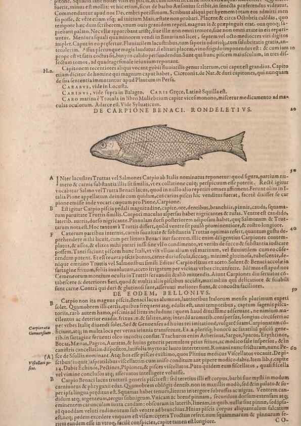Reproducción/Reproduction 15569372242: Conradi Gesneri medici Tigurini Historiae animalium liber IV :. Francofurti :In Bibliopolio Andreae Cambieri,anno MDCIIII [1604]