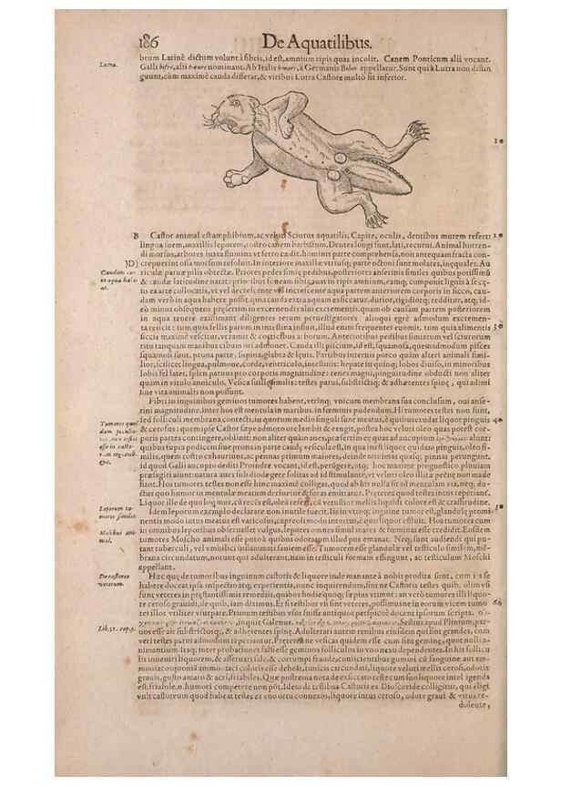 Reproducción/Reproduction 15382526987: Conradi Gesneri medici Tigurini Historiae animalium liber IV :. Francofurti :In Bibliopolio Andreae Cambieri,anno MDCIIII [1604]