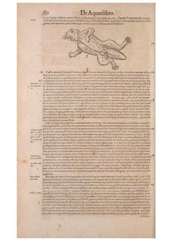 Reproducción/Reproduction 15382526987: Conradi Gesneri medici Tigurini Historiae animalium liber IV :. Francofurti :In Bibliopolio Andreae Cambieri,anno MDCIIII [1604]