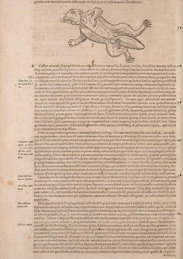 Reproducción/Reproduction 15382526987: Conradi Gesneri medici Tigurini Historiae animalium liber IV :. Francofurti :In Bibliopolio Andreae Cambieri,anno MDCIIII [1604]
