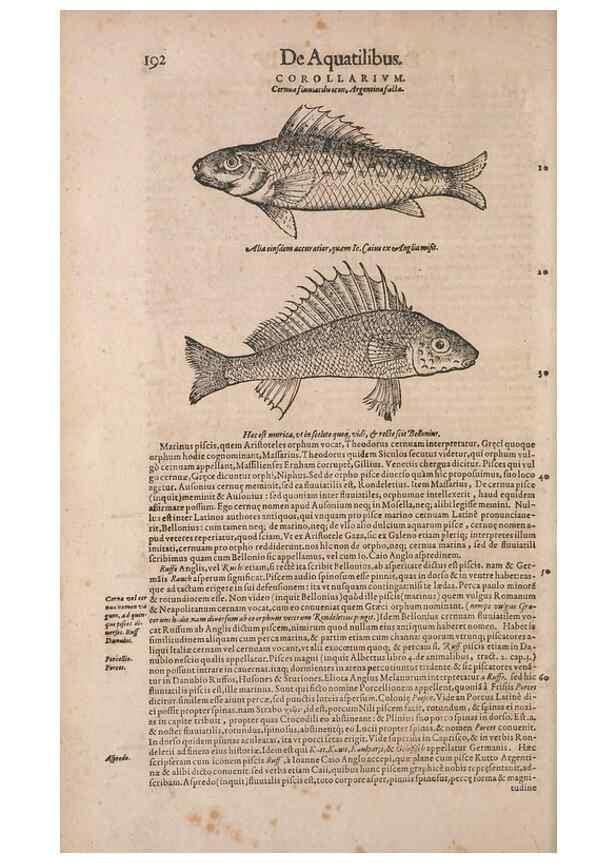 Reproducción/Reproduction 15382907050: Conradi Gesneri medici Tigurini Historiae animalium liber IV :. Francofurti :In Bibliopolio Andreae Cambieri,anno MDCIIII [1604]