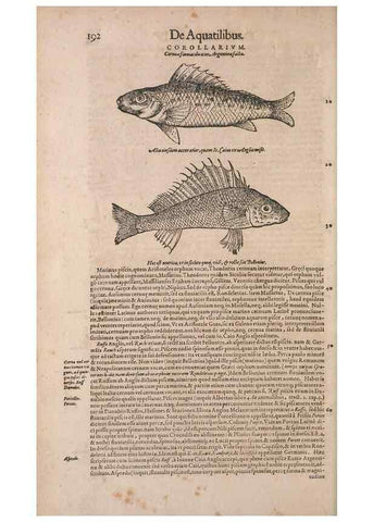 Reproducción/Reproduction 15382907050: Conradi Gesneri medici Tigurini Historiae animalium liber IV :. Francofurti :In Bibliopolio Andreae Cambieri,anno MDCIIII [1604]