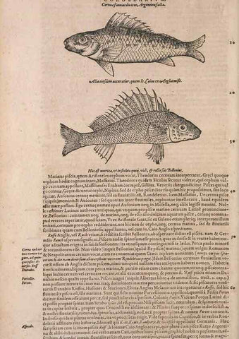 Reproducción/Reproduction 15382907050: Conradi Gesneri medici Tigurini Historiae animalium liber IV :. Francofurti :In Bibliopolio Andreae Cambieri,anno MDCIIII [1604]