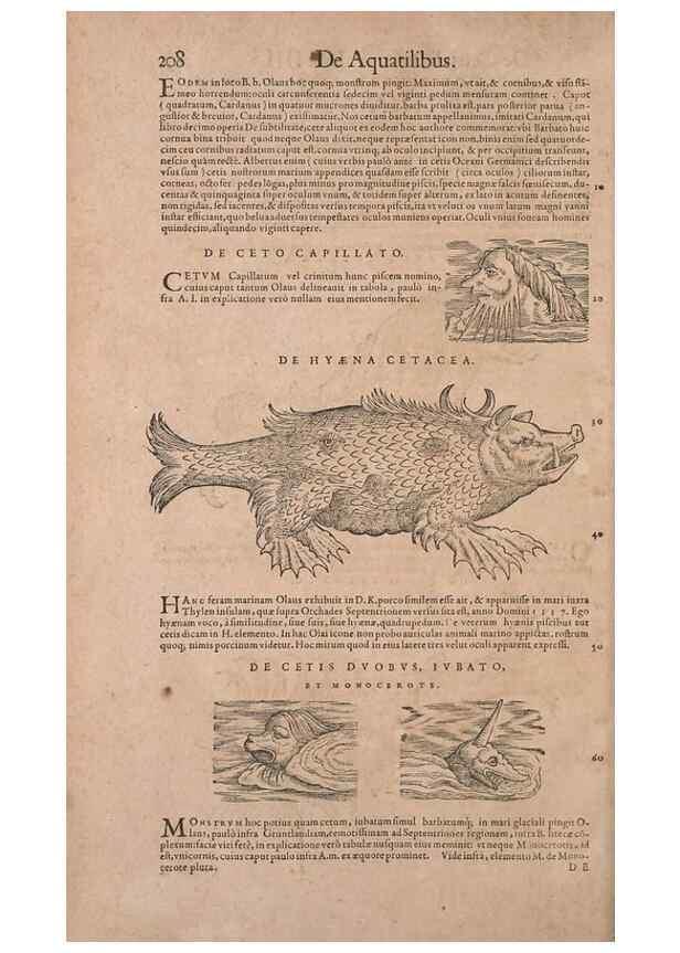 Reproducción/Reproduction 15382910840: Conradi Gesneri medici Tigurini Historiae animalium liber IV :. Francofurti :In Bibliopolio Andreae Cambieri,anno MDCIIII [1604]