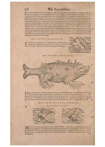 Reproducción/Reproduction 15382910840: Conradi Gesneri medici Tigurini Historiae animalium liber IV :. Francofurti :In Bibliopolio Andreae Cambieri,anno MDCIIII [1604]