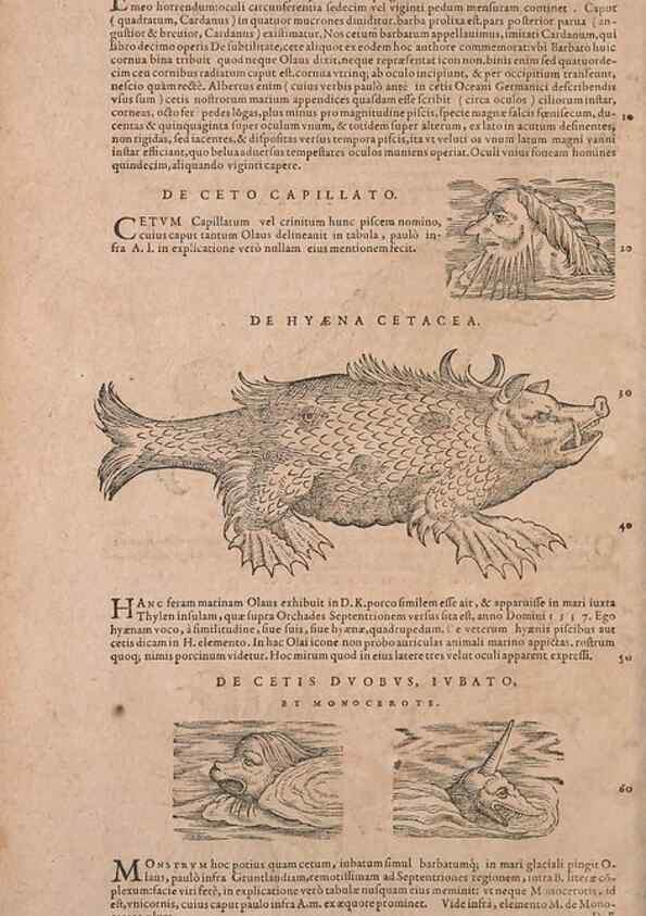 Reproducción/Reproduction 15382910840: Conradi Gesneri medici Tigurini Historiae animalium liber IV :. Francofurti :In Bibliopolio Andreae Cambieri,anno MDCIIII [1604]