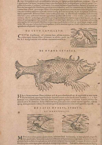 Reproducción/Reproduction 15382910840: Conradi Gesneri medici Tigurini Historiae animalium liber IV :. Francofurti :In Bibliopolio Andreae Cambieri,anno MDCIIII [1604]