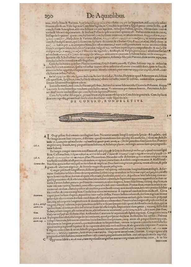 Reproducción/Reproduction 14947849384: Conradi Gesneri medici Tigurini Historiae animalium liber IV :. Francofurti :In Bibliopolio Andreae Cambieri,anno MDCIIII [1604]