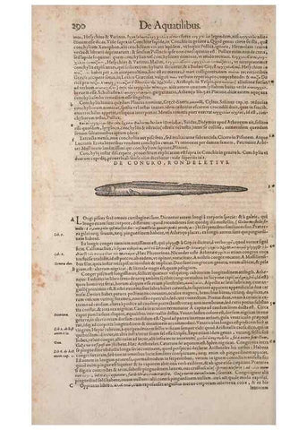 Reproducción/Reproduction 14947849384: Conradi Gesneri medici Tigurini Historiae animalium liber IV :. Francofurti :In Bibliopolio Andreae Cambieri,anno MDCIIII [1604]