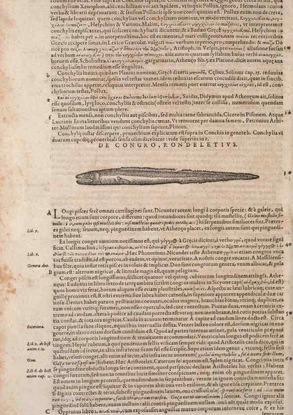 Reproducción/Reproduction 14947849384: Conradi Gesneri medici Tigurini Historiae animalium liber IV :. Francofurti :In Bibliopolio Andreae Cambieri,anno MDCIIII [1604]