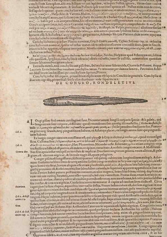 Reproducción/Reproduction 14947849384: Conradi Gesneri medici Tigurini Historiae animalium liber IV :. Francofurti :In Bibliopolio Andreae Cambieri,anno MDCIIII [1604]
