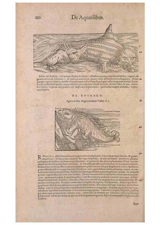 Reproducción/Reproduction 14947794454: Conradi Gesneri medici Tigurini Historiae animalium liber IV :. Francofurti :In Bibliopolio Andreae Cambieri,anno MDCIIII [1604]