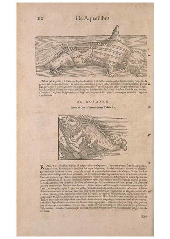 Reproducción/Reproduction 14947794454: Conradi Gesneri medici Tigurini Historiae animalium liber IV :. Francofurti :In Bibliopolio Andreae Cambieri,anno MDCIIII [1604]