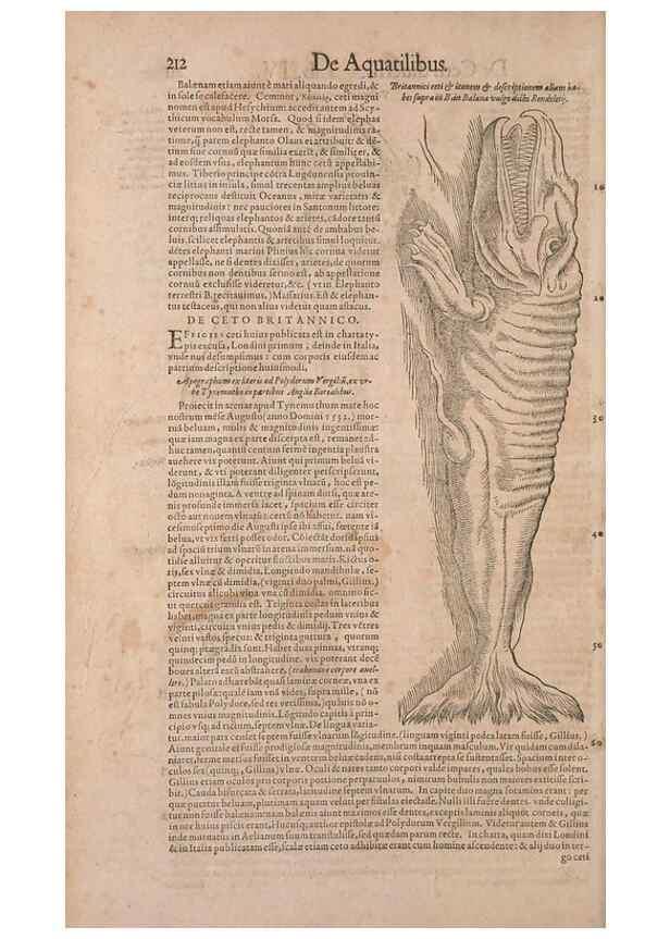 Reproducción/Reproduction 14947798704: Conradi Gesneri medici Tigurini Historiae animalium liber IV :. Francofurti :In Bibliopolio Andreae Cambieri,anno MDCIIII [1604]