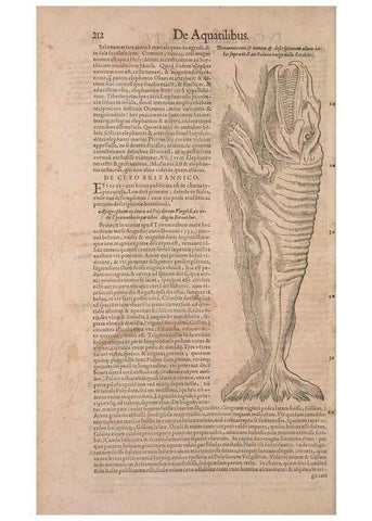 Reproducción/Reproduction 14947798704: Conradi Gesneri medici Tigurini Historiae animalium liber IV :. Francofurti :In Bibliopolio Andreae Cambieri,anno MDCIIII [1604]
