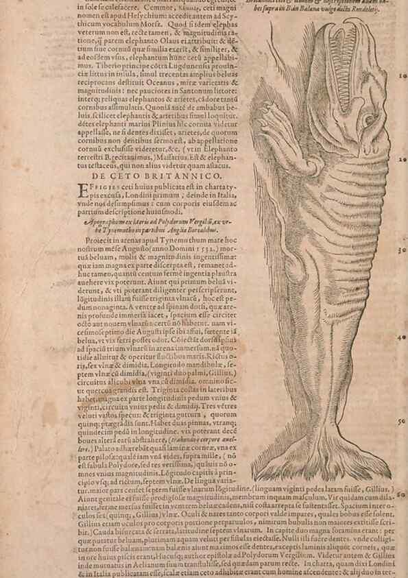 Reproducción/Reproduction 14947798704: Conradi Gesneri medici Tigurini Historiae animalium liber IV :. Francofurti :In Bibliopolio Andreae Cambieri,anno MDCIIII [1604]