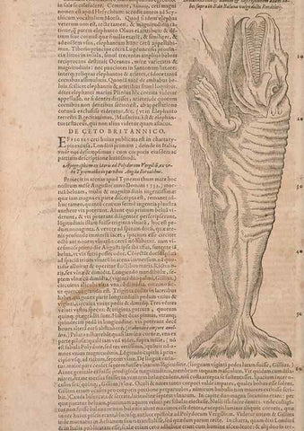 Reproducción/Reproduction 14947798704: Conradi Gesneri medici Tigurini Historiae animalium liber IV :. Francofurti :In Bibliopolio Andreae Cambieri,anno MDCIIII [1604]