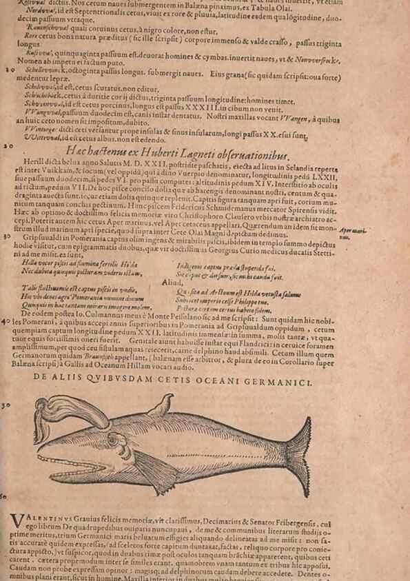 Reproducción/Reproduction 15382543507: Conradi Gesneri medici Tigurini Historiae animalium liber IV :. Francofurti :In Bibliopolio Andreae Cambieri,anno MDCIIII [1604]