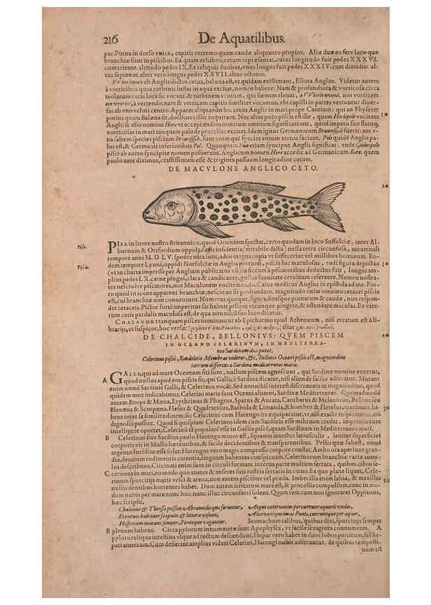 Reproducción/Reproduction 14948380543: Conradi Gesneri medici Tigurini Historiae animalium liber IV :. Francofurti :In Bibliopolio Andreae Cambieri,anno MDCIIII [1604]