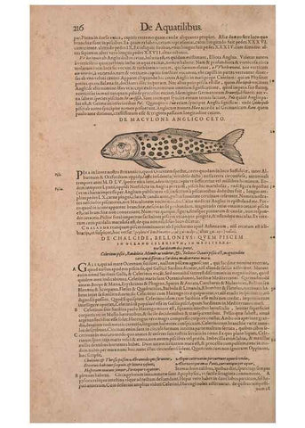 Reproducción/Reproduction 14948380543: Conradi Gesneri medici Tigurini Historiae animalium liber IV :. Francofurti :In Bibliopolio Andreae Cambieri,anno MDCIIII [1604]