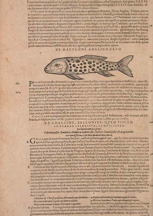 Reproducción/Reproduction 14948380543: Conradi Gesneri medici Tigurini Historiae animalium liber IV :. Francofurti :In Bibliopolio Andreae Cambieri,anno MDCIIII [1604]