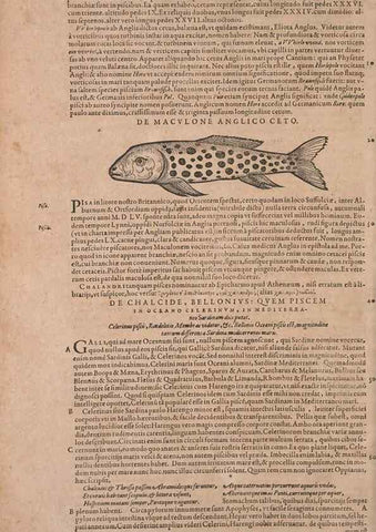 Reproducción/Reproduction 14948380543: Conradi Gesneri medici Tigurini Historiae animalium liber IV :. Francofurti :In Bibliopolio Andreae Cambieri,anno MDCIIII [1604]