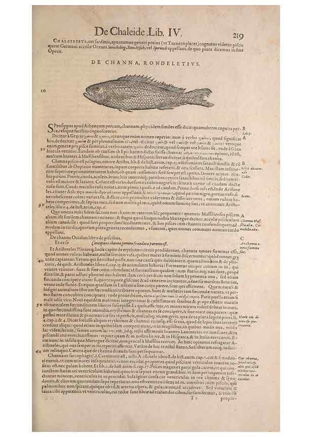 Reproducción/Reproduction 15544853506: Conradi Gesneri medici Tigurini Historiae animalium liber IV :. Francofurti :In Bibliopolio Andreae Cambieri,anno MDCIIII [1604]