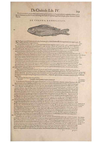 Reproducción/Reproduction 15544853506: Conradi Gesneri medici Tigurini Historiae animalium liber IV :. Francofurti :In Bibliopolio Andreae Cambieri,anno MDCIIII [1604]