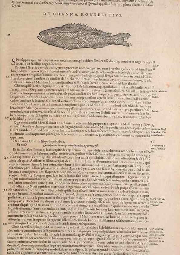 Reproducción/Reproduction 15544853506: Conradi Gesneri medici Tigurini Historiae animalium liber IV :. Francofurti :In Bibliopolio Andreae Cambieri,anno MDCIIII [1604]