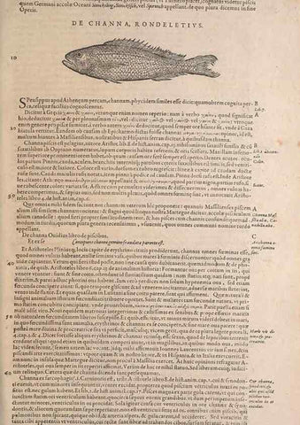 Reproducción/Reproduction 15544853506: Conradi Gesneri medici Tigurini Historiae animalium liber IV :. Francofurti :In Bibliopolio Andreae Cambieri,anno MDCIIII [1604]