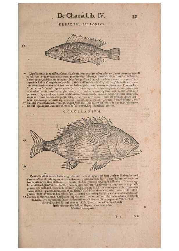 Reproducción/Reproduction 15382549587: Conradi Gesneri medici Tigurini Historiae animalium liber IV :. Francofurti :In Bibliopolio Andreae Cambieri,anno MDCIIII [1604]