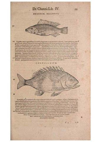 Reproducción/Reproduction 15382549587: Conradi Gesneri medici Tigurini Historiae animalium liber IV :. Francofurti :In Bibliopolio Andreae Cambieri,anno MDCIIII [1604]