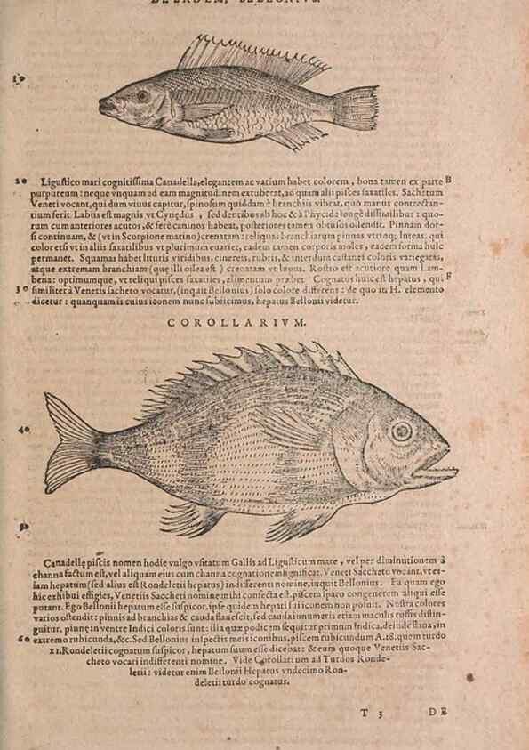 Reproducción/Reproduction 15382549587: Conradi Gesneri medici Tigurini Historiae animalium liber IV :. Francofurti :In Bibliopolio Andreae Cambieri,anno MDCIIII [1604]
