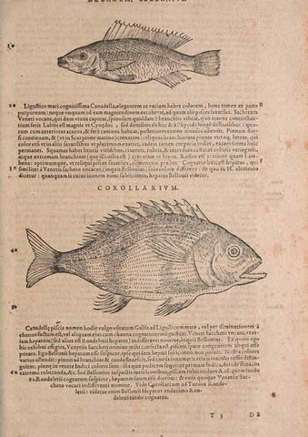 Reproducción/Reproduction 15382549587: Conradi Gesneri medici Tigurini Historiae animalium liber IV :. Francofurti :In Bibliopolio Andreae Cambieri,anno MDCIIII [1604]