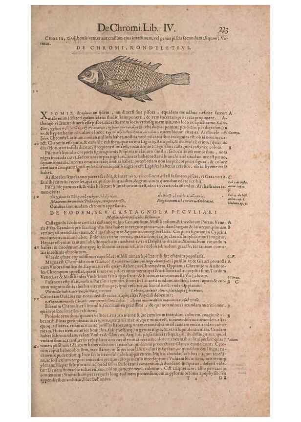 Reproducción/Reproduction 15544857726: Conradi Gesneri medici Tigurini Historiae animalium liber IV :. Francofurti :In Bibliopolio Andreae Cambieri,anno MDCIIII [1604]