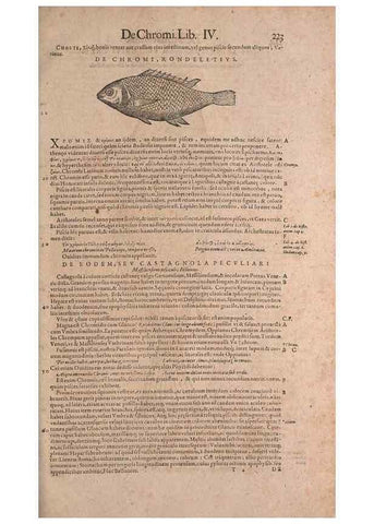 Reproducción/Reproduction 15544857726: Conradi Gesneri medici Tigurini Historiae animalium liber IV :. Francofurti :In Bibliopolio Andreae Cambieri,anno MDCIIII [1604]