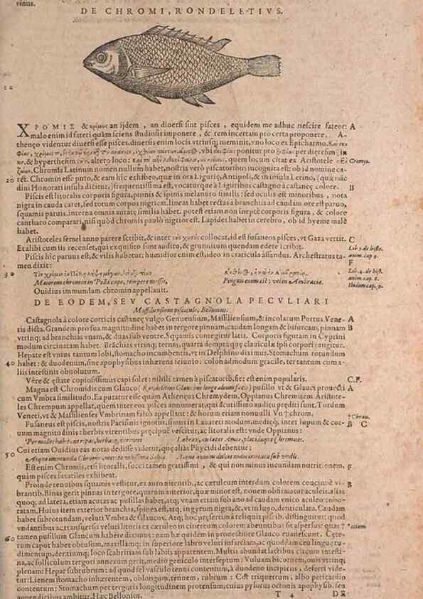 Reproducción/Reproduction 15544857726: Conradi Gesneri medici Tigurini Historiae animalium liber IV :. Francofurti :In Bibliopolio Andreae Cambieri,anno MDCIIII [1604]