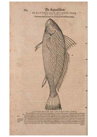 Reproducción/Reproduction 15382930530: Conradi Gesneri medici Tigurini Historiae animalium liber IV :. Francofurti :In Bibliopolio Andreae Cambieri,anno MDCIIII [1604]
