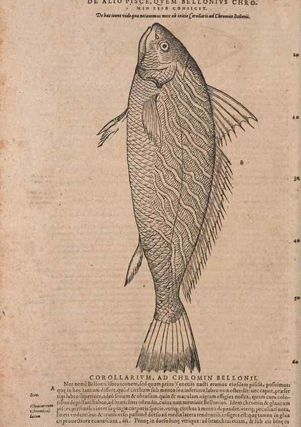 Reproducción/Reproduction 15382930530: Conradi Gesneri medici Tigurini Historiae animalium liber IV :. Francofurti :In Bibliopolio Andreae Cambieri,anno MDCIIII [1604]