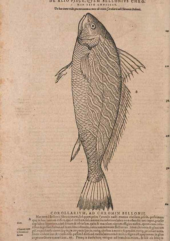 Reproducción/Reproduction 15382930530: Conradi Gesneri medici Tigurini Historiae animalium liber IV :. Francofurti :In Bibliopolio Andreae Cambieri,anno MDCIIII [1604]