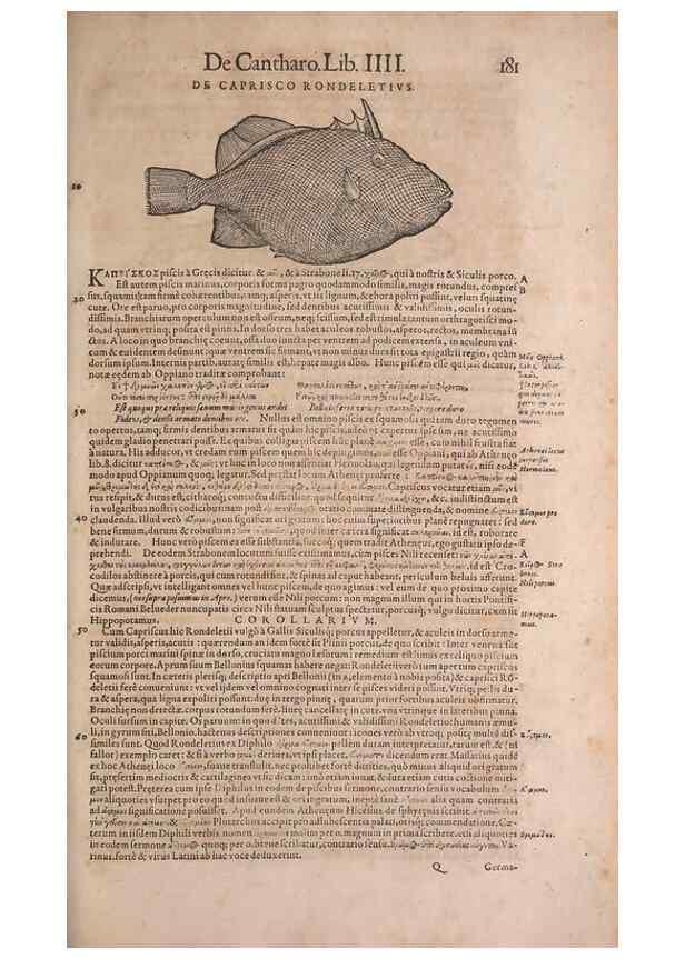 Reproducción/Reproduction 15381894829: Conradi Gesneri medici Tigurini Historiae animalium liber IV :. Francofurti :In Bibliopolio Andreae Cambieri,anno MDCIIII [1604]