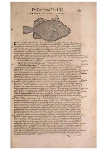 Reproducción/Reproduction 15381894829: Conradi Gesneri medici Tigurini Historiae animalium liber IV :. Francofurti :In Bibliopolio Andreae Cambieri,anno MDCIIII [1604]