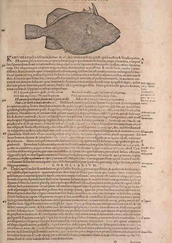 Reproducción/Reproduction 15381894829: Conradi Gesneri medici Tigurini Historiae animalium liber IV :. Francofurti :In Bibliopolio Andreae Cambieri,anno MDCIIII [1604]