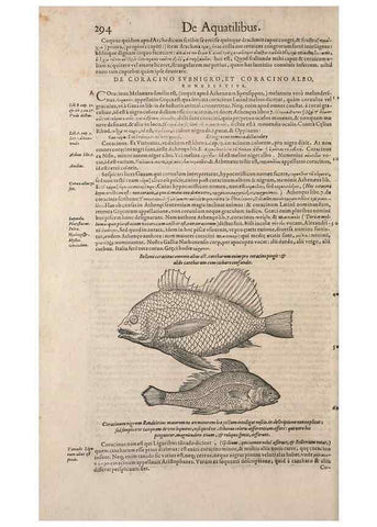 Reproducción/Reproduction 15568601305: Conradi Gesneri medici Tigurini Historiae animalium liber IV :. Francofurti :In Bibliopolio Andreae Cambieri,anno MDCIIII [1604]