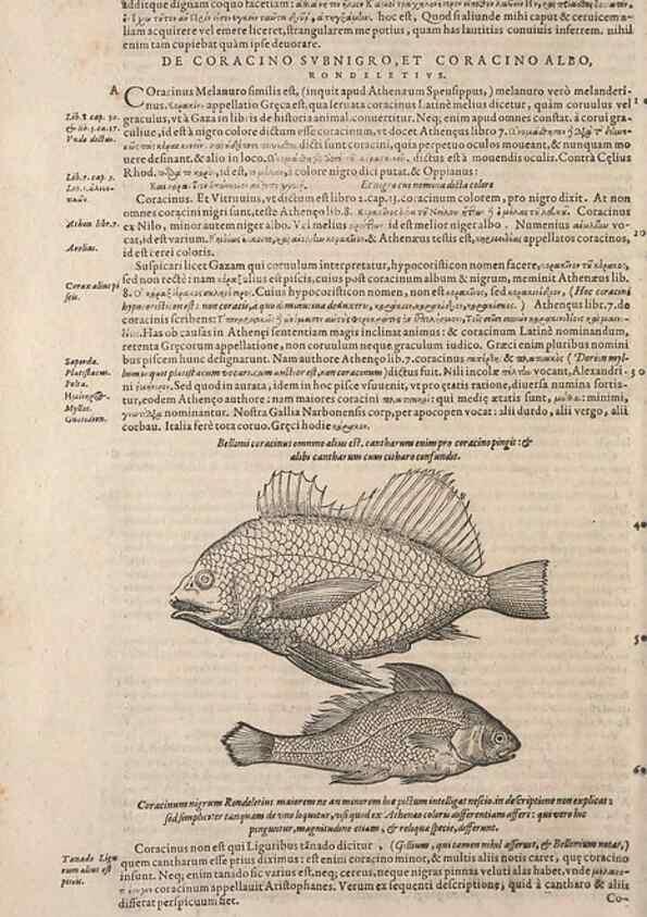 Reproducción/Reproduction 15568601305: Conradi Gesneri medici Tigurini Historiae animalium liber IV :. Francofurti :In Bibliopolio Andreae Cambieri,anno MDCIIII [1604]